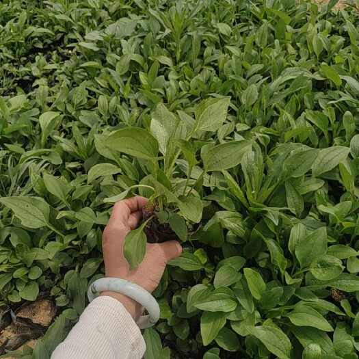  松果菊花苗