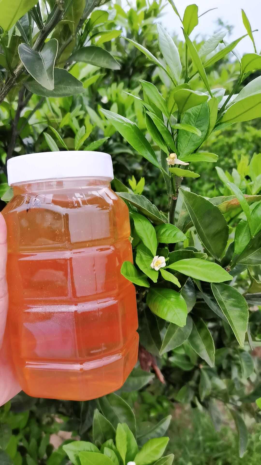 南丰天然橘花蜂蜜