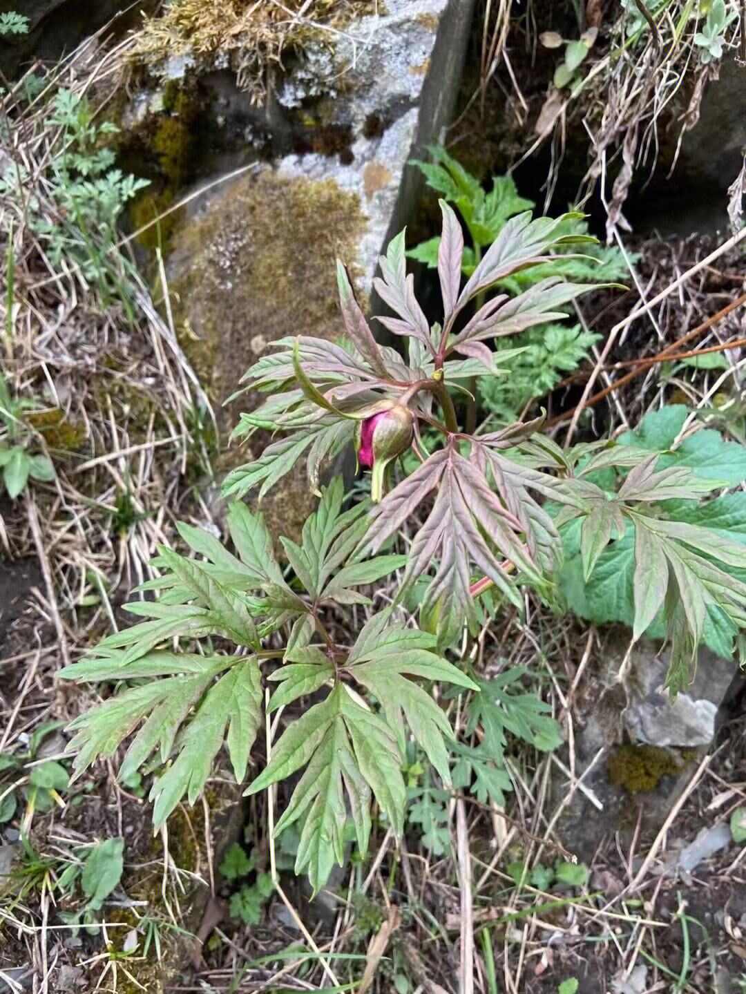 甘肃纯正新货赤芍个 中药材批发原装未切晒干深山采挖
