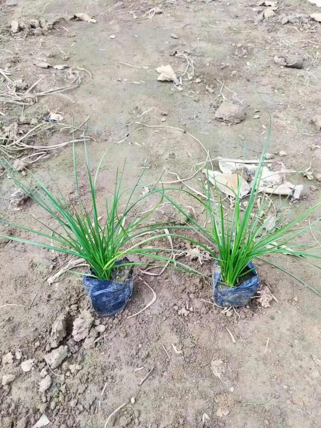 兰花葱兰风雨兰小杯