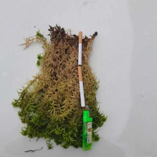 隆回县水苔供应