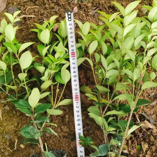 郴州湖南金森女贞大杯小杯苗大量供应价格实惠保质保量