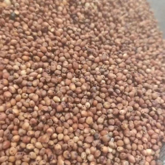 抚顺酒粮，澳洲高粱净量