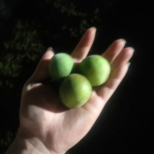 郁南县青梅工厂货