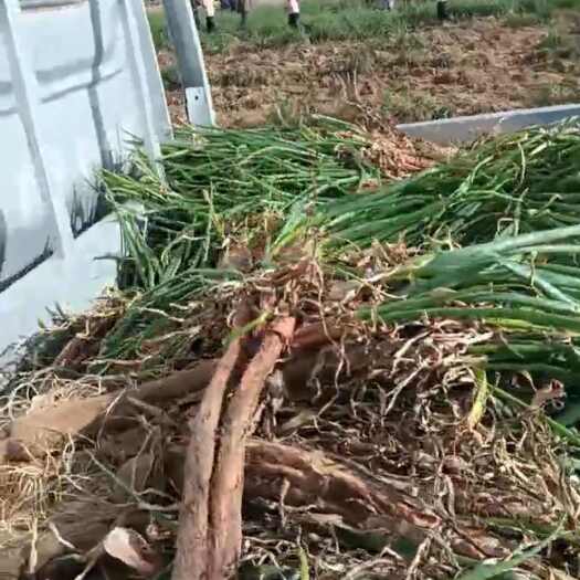  红葱