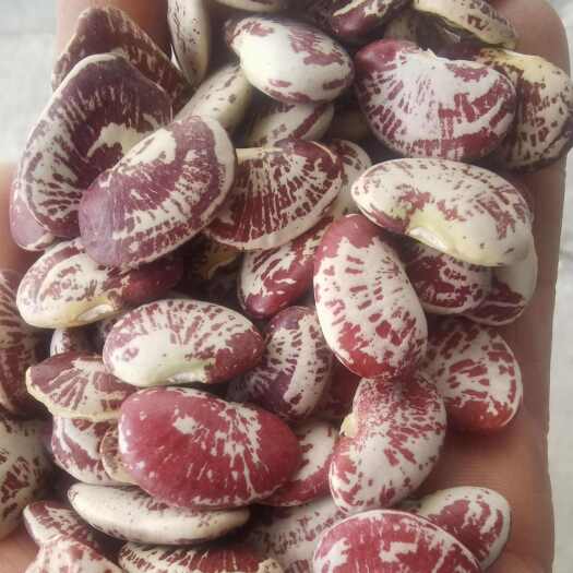 临沂大颗粒荷包豆50斤
