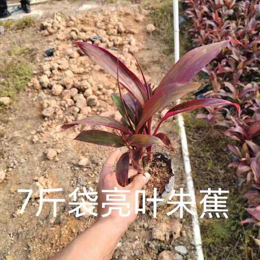 中山市朱蕉