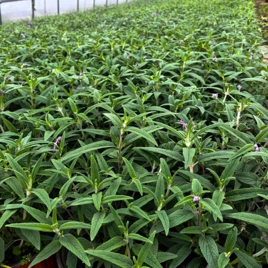 上海墨西哥鼠尾草