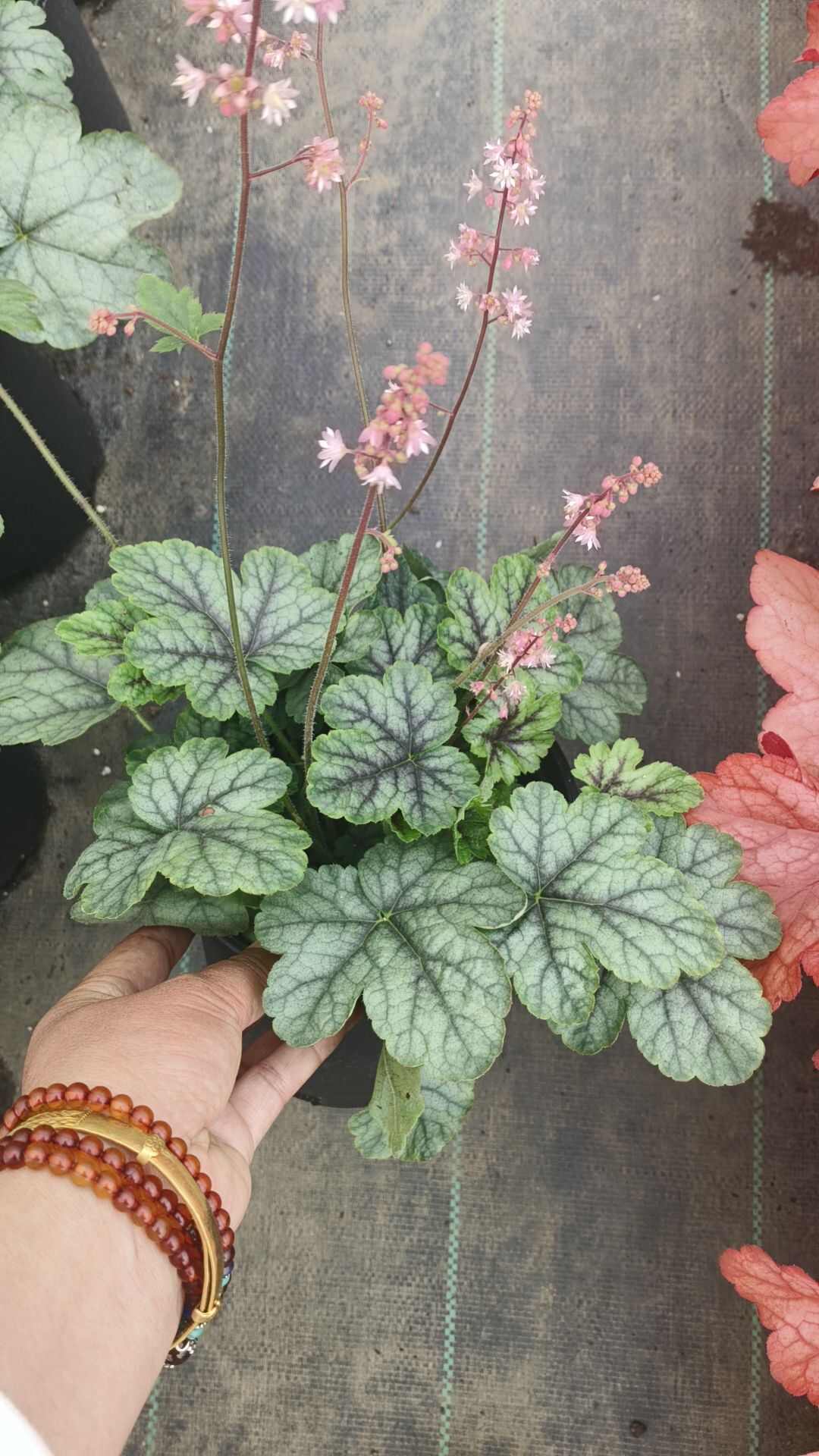 矾根一加仑