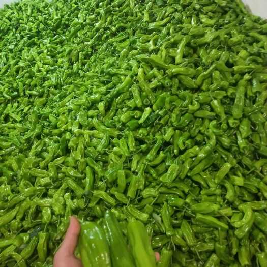 钦州抚湖椒，泡王，大量出货
