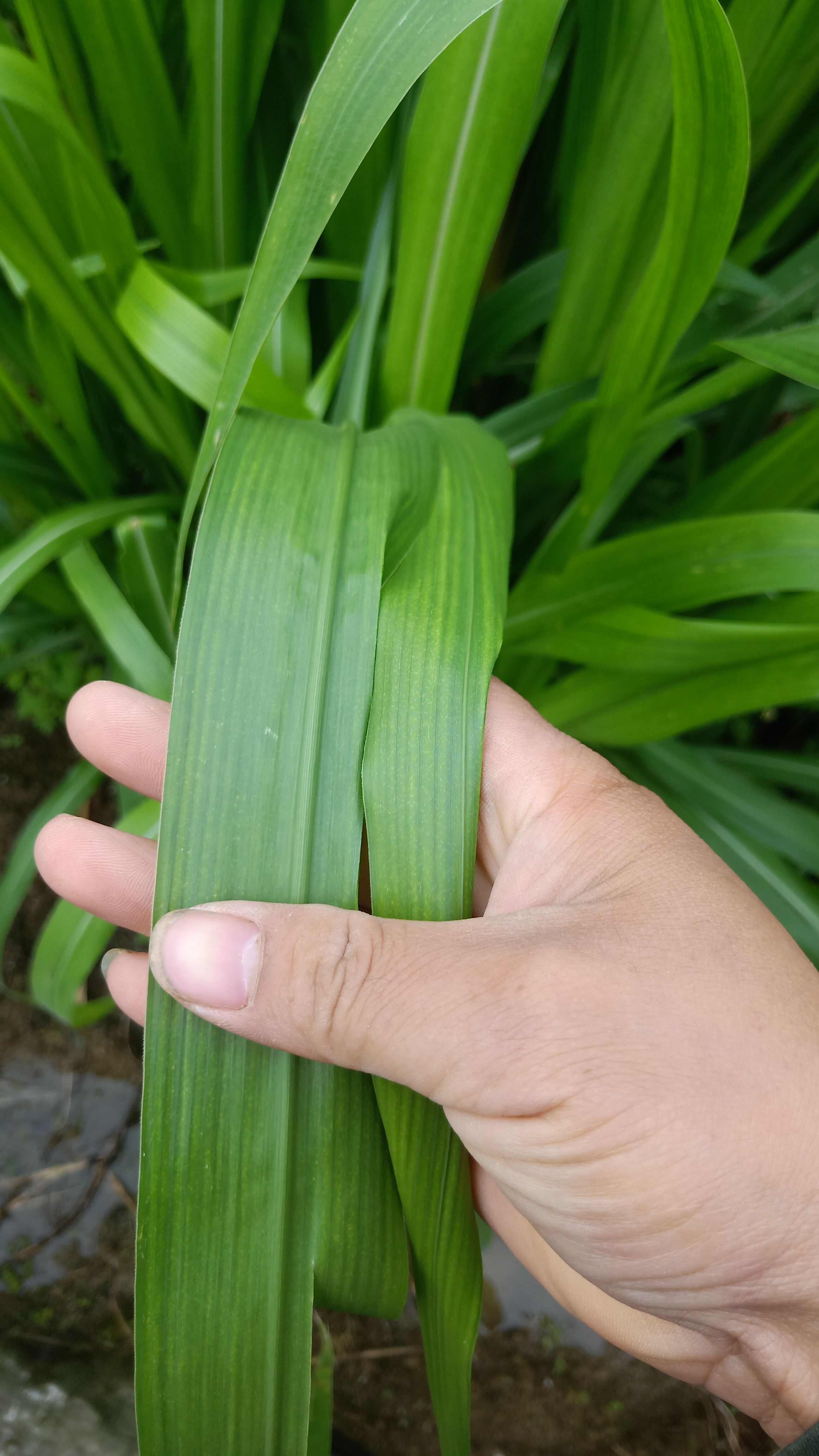 金牧糧草、高產(chǎn)高營養(yǎng)、耐寒耐旱