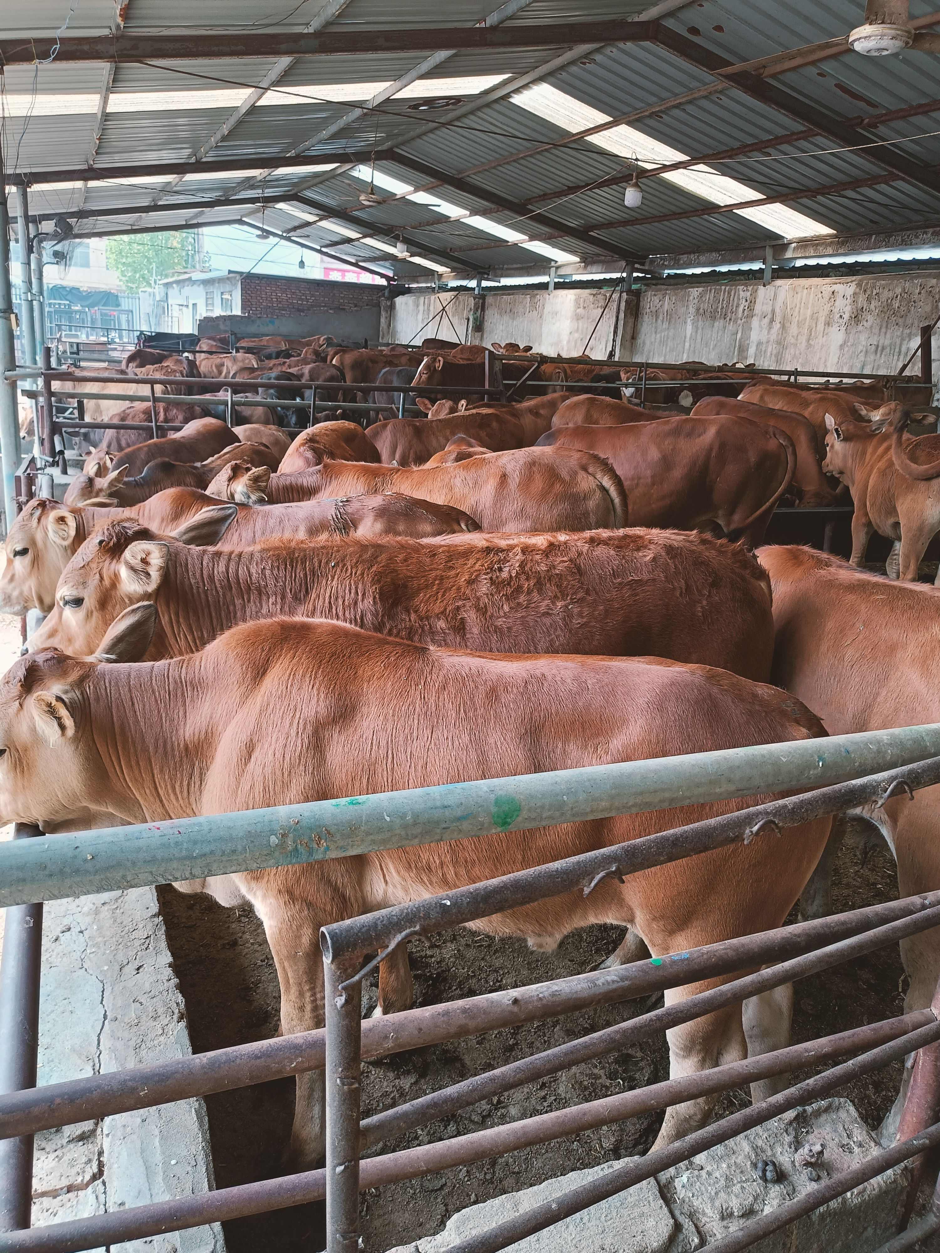 克拉玛依最新的医保取现黄牛方法分享(克拉玛依医保取现黄牛能取吗教程) 克拉玛依最新的医保取现黄牛方法分享(克拉玛依医保取现黄牛能取吗教程)