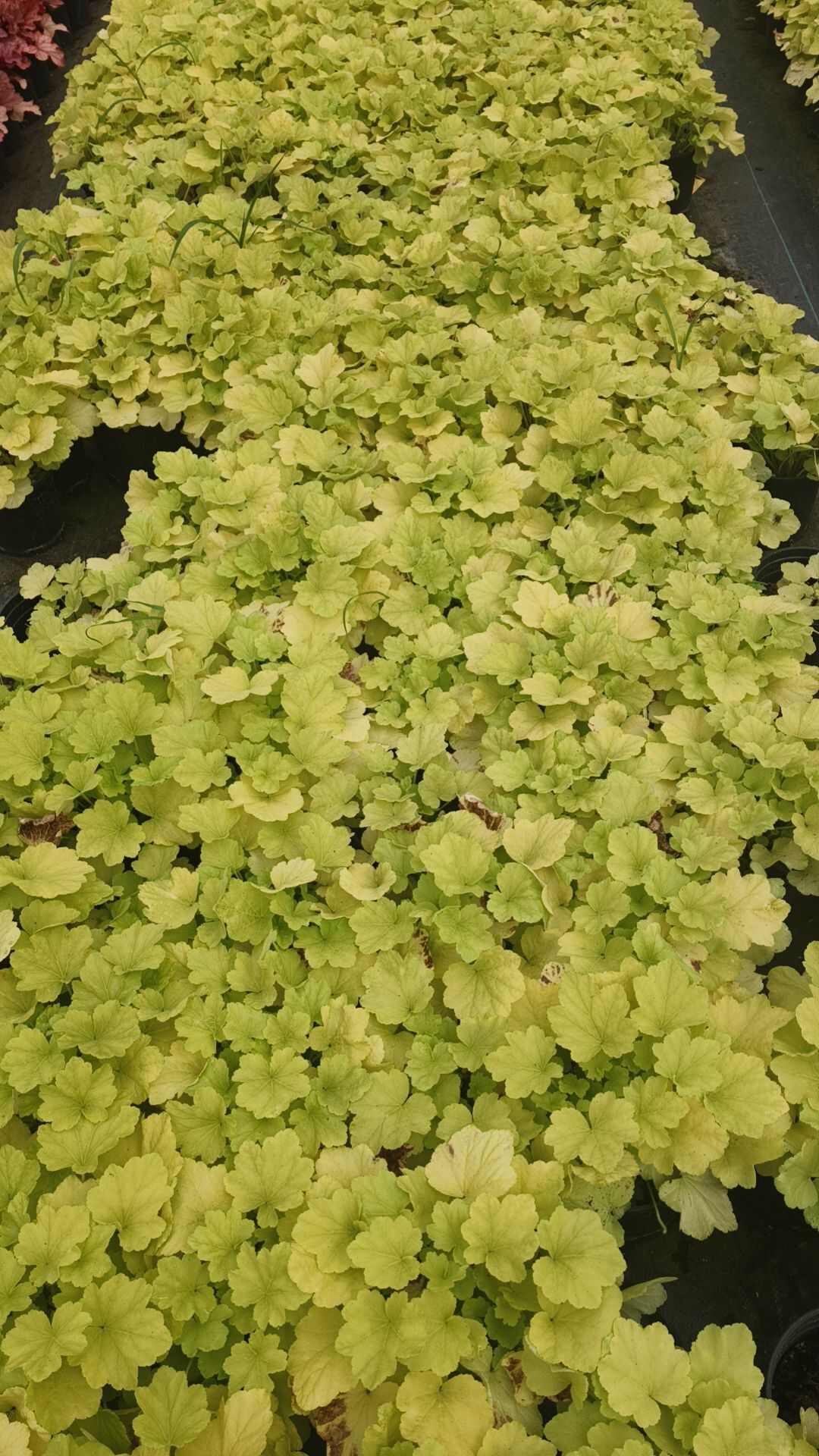 矾根一加仑