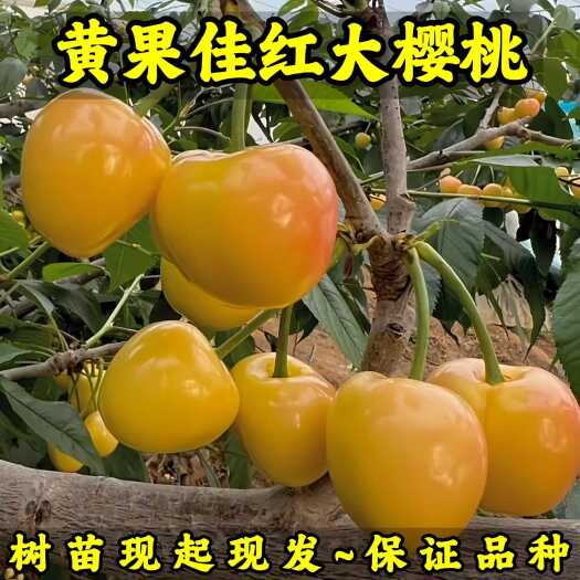 黄果-佳红大樱桃树苗 车厘子树苗 现起现发货 新品种大樱桃苗