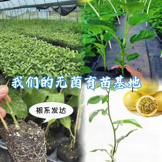 灵山县全年供应钦蜜九号百香果苗基地，量大优惠