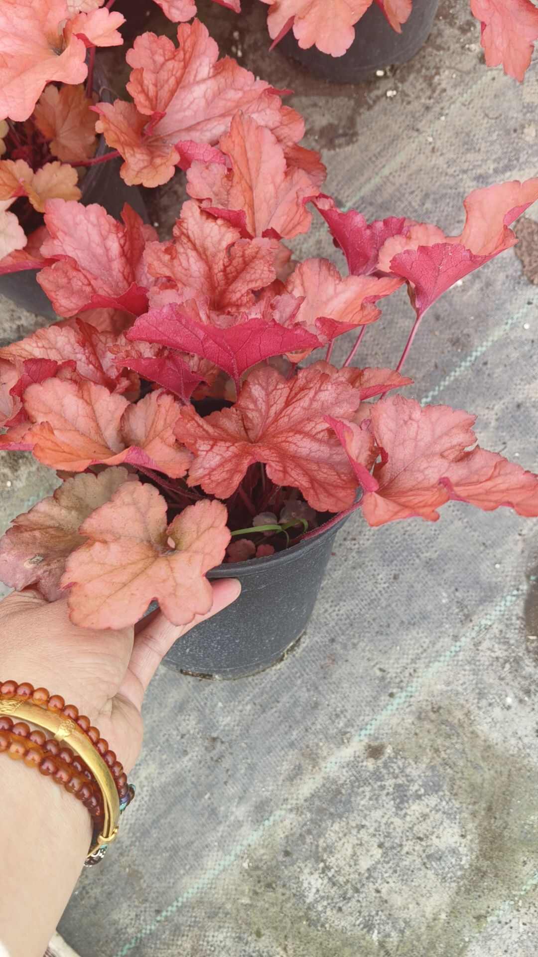 矾根一加仑