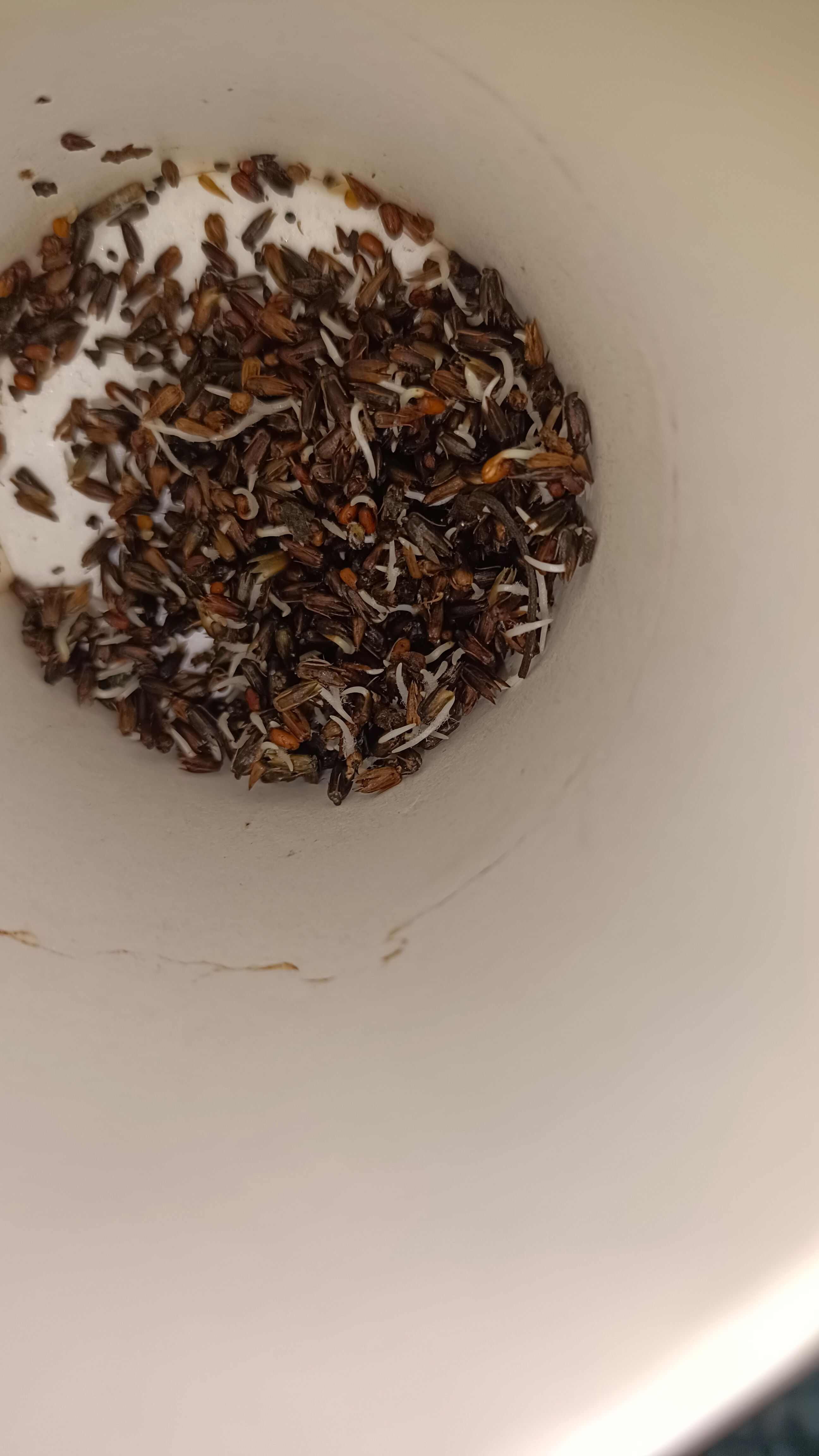 牛膝种子   周期短    可以一年生，半年生