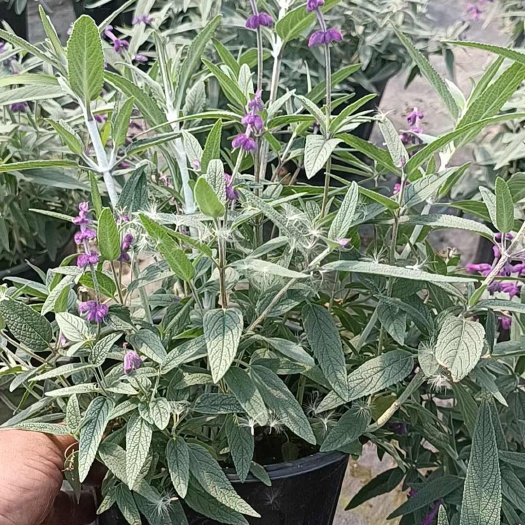 上海墨西哥鼠尾草