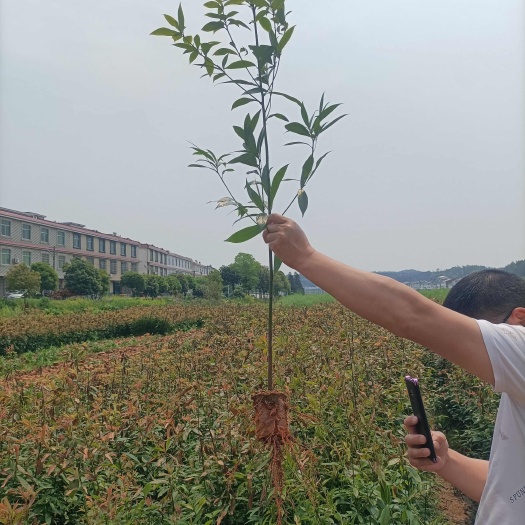 新宁县名贵树种金丝楠木