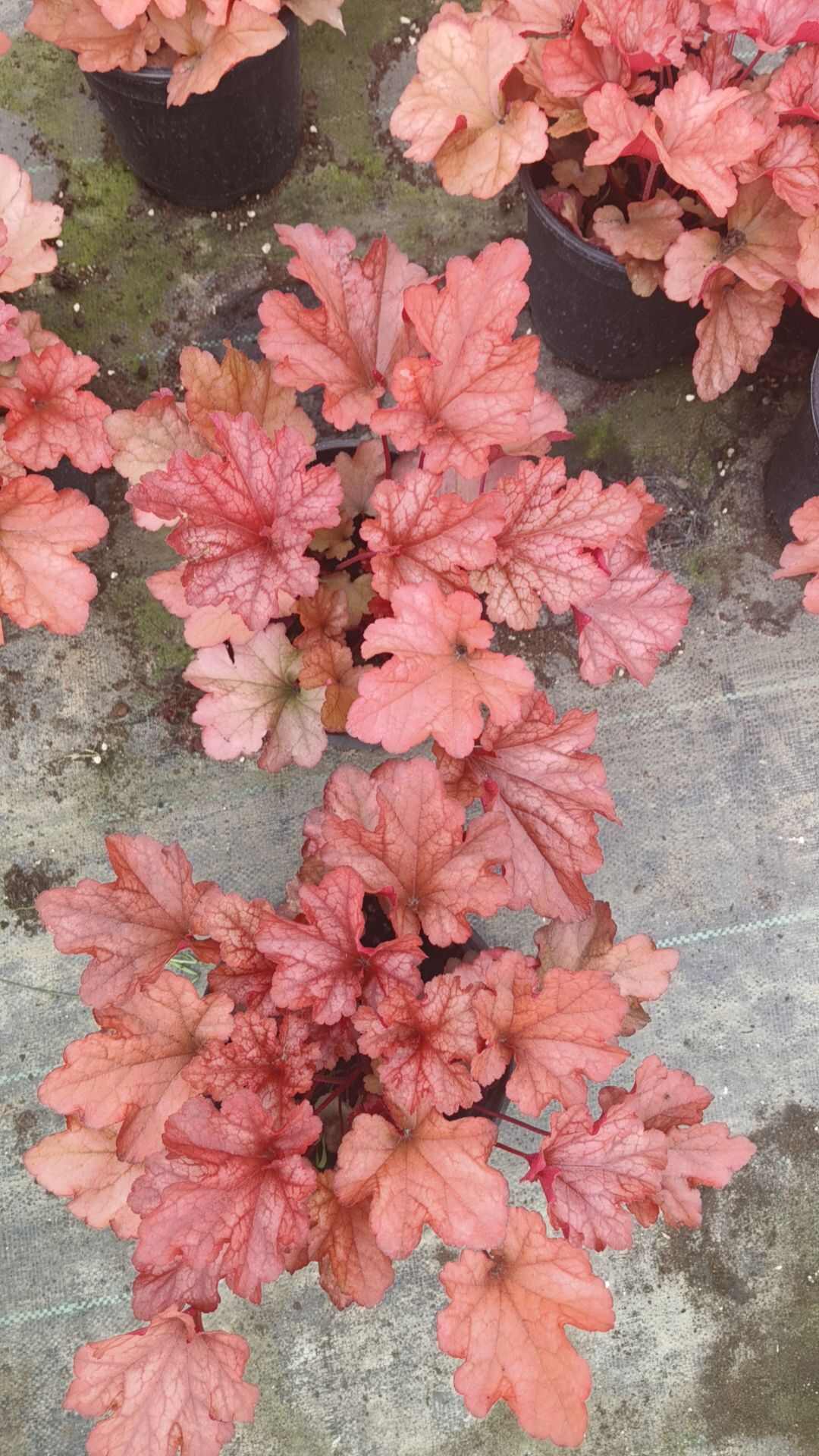 矾根一加仑