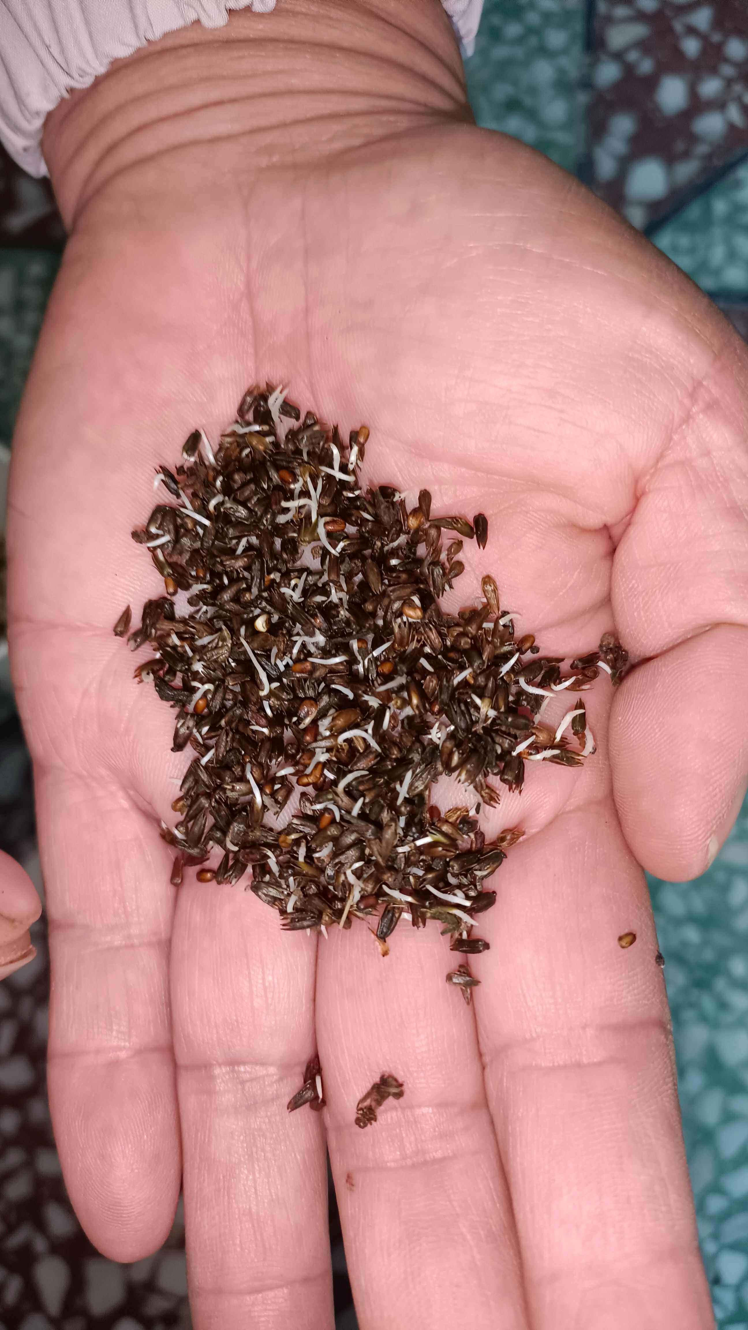 牛膝种子   周期短    可以一年生，半年生