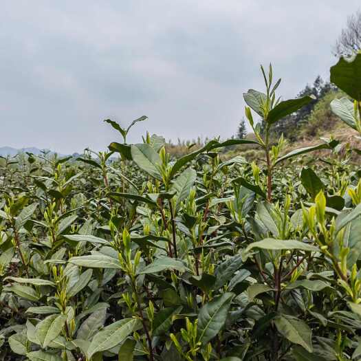 长丰县高山绿茶 明前茶 口粮茶