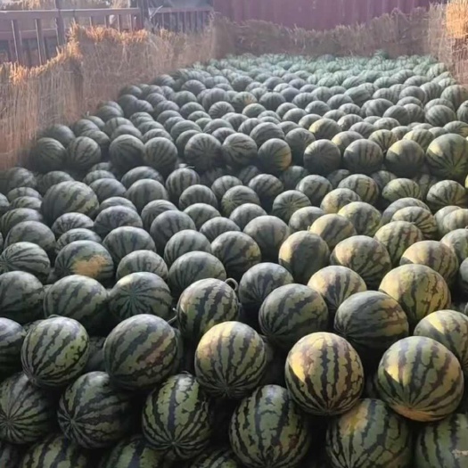 保定西瓜甜王