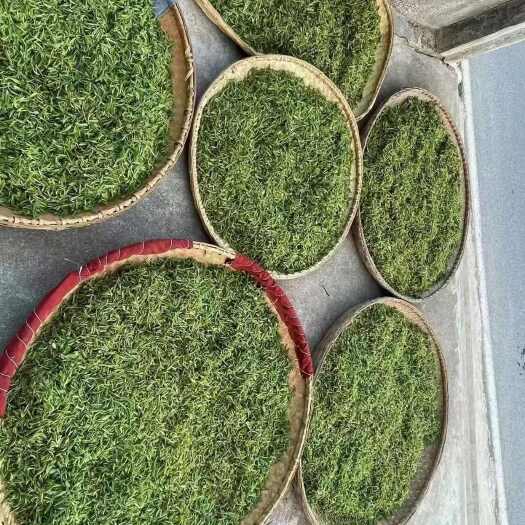 金寨县绿茶