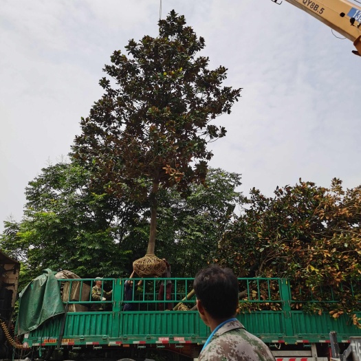 南京广玉兰，3公分5公分广玉兰价格，玉兰基地