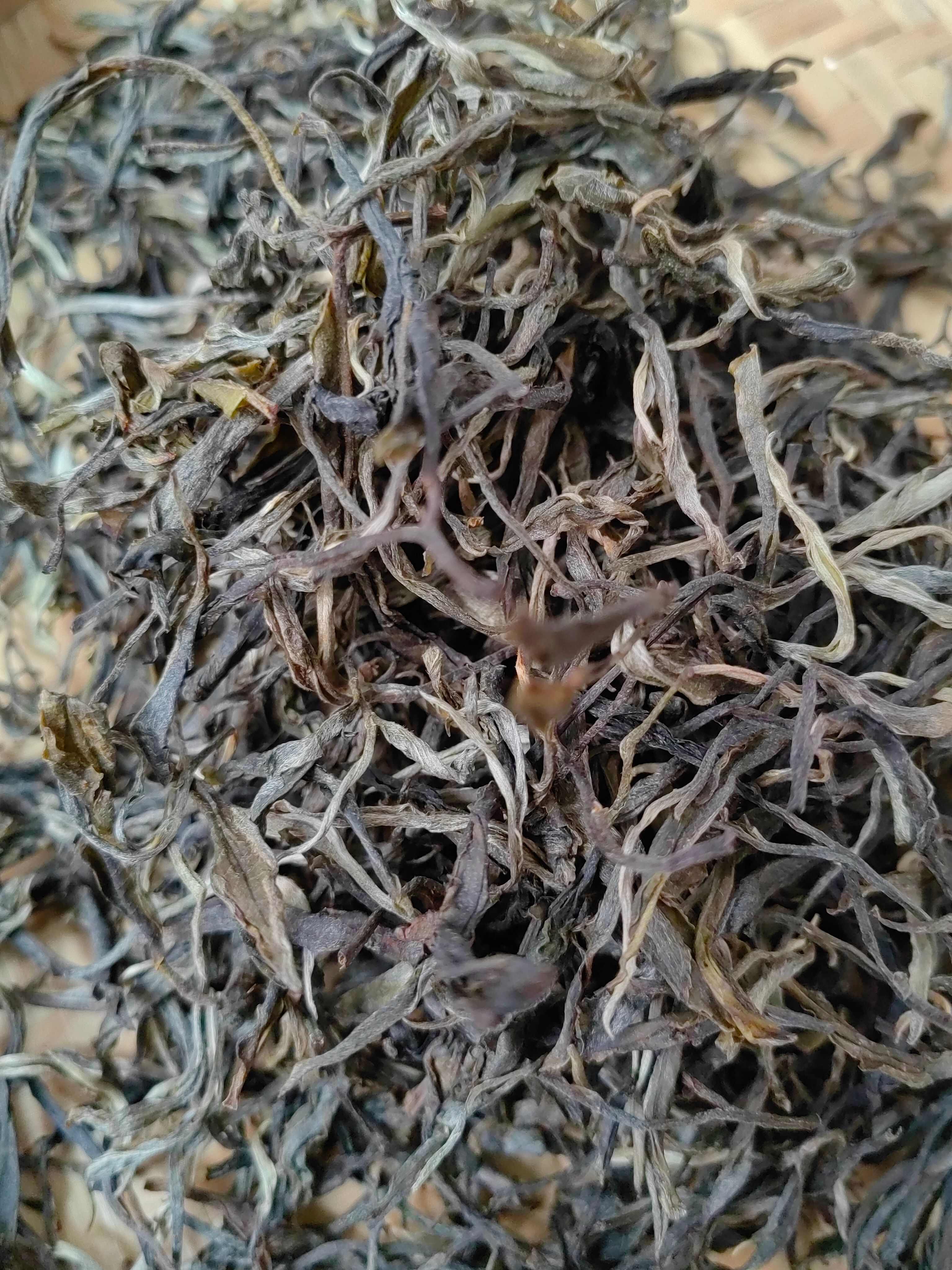2019无量山春茶