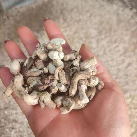 随县1.3以上打磨菇脚，颜色白，锯末少