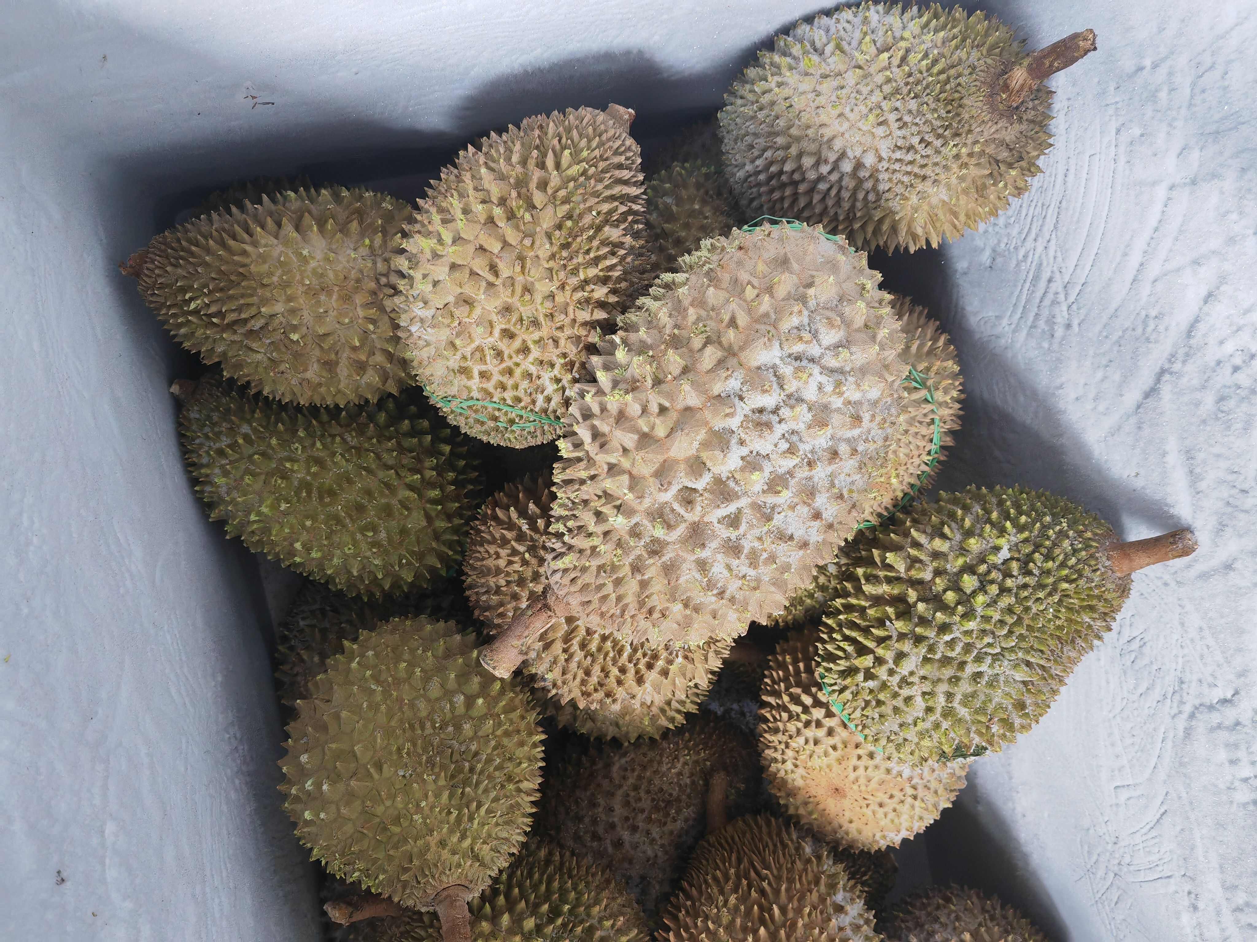 马来西亚液氮猫山王榴莲D197