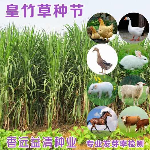 罗甸县皇竹草种子  皇竹草种节包邮现砍现发