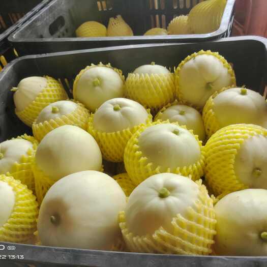 北海大量货源香瓜