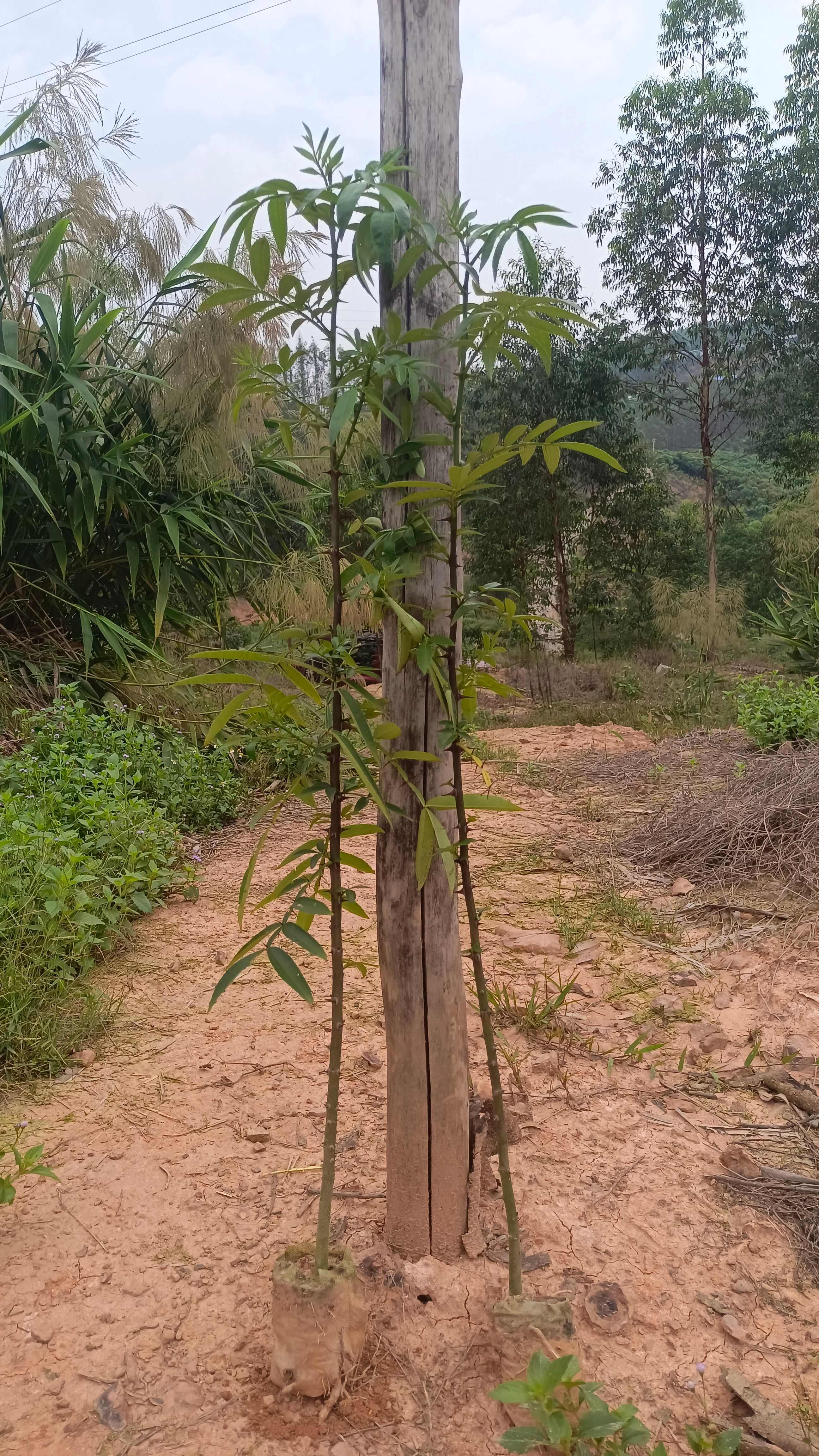 九叶青花椒苗