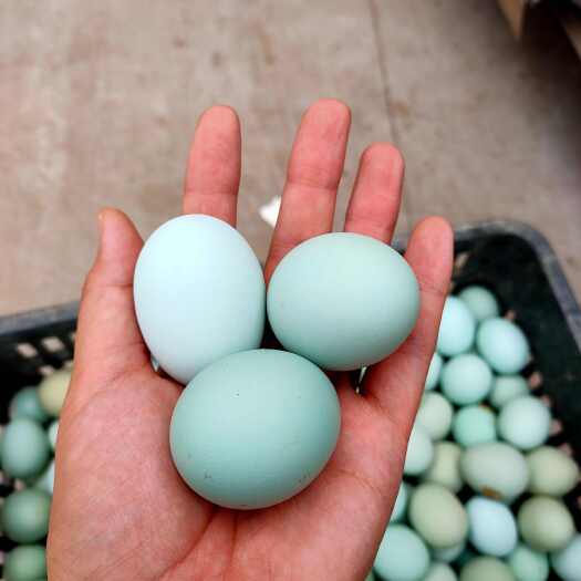 大量批發(fā)綠殼烏雞蛋綠殼蛋綠殼土雞蛋五黑一綠 源頭廠自家喂養(yǎng)