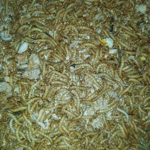 简阳市黄粉虫，质量好，蛋白质高，长期有售。