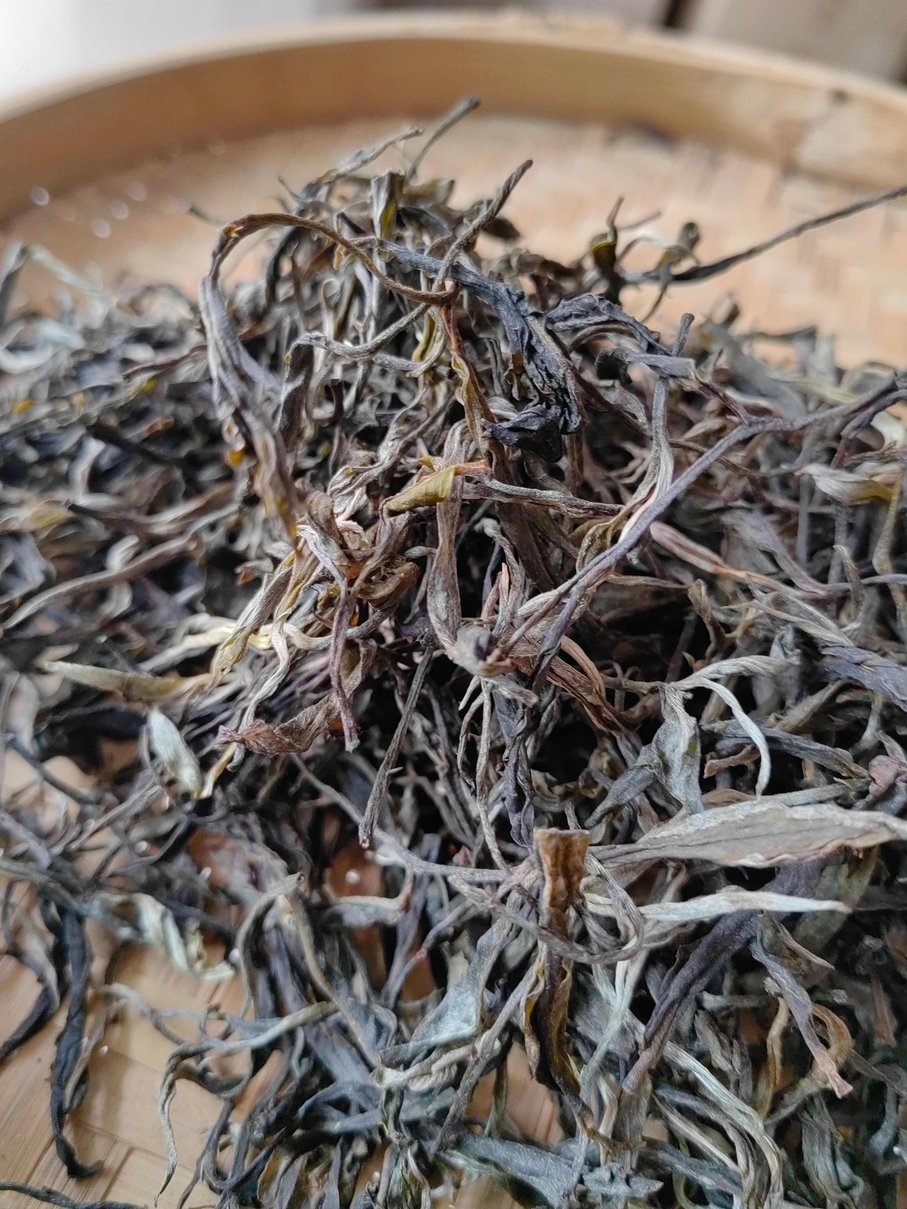 2019无量山春茶