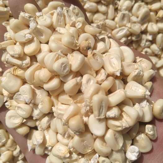 张家口产地直供白糯玉米粒保质保量，玉米淀粉膨化食品加工玉米糁原料