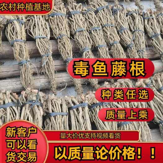 丰顺县鱼藤根鱼藤粉鱼藤酮现货鱼藤根杀小虫清杂鱼不伤螃蟹不伤龙虾