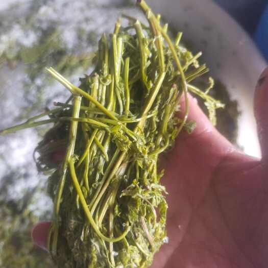 天津木嫩芽，栾树芽，木兰菜，茉莉芽，栾芽