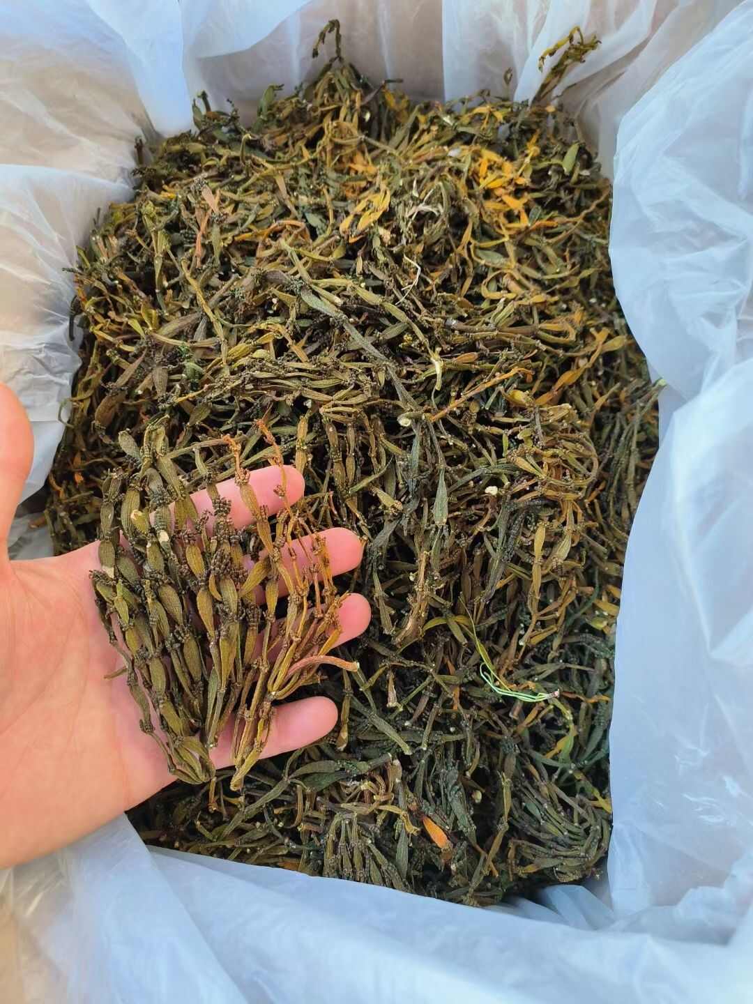 螃蟹脚茶多少钱一斤图片