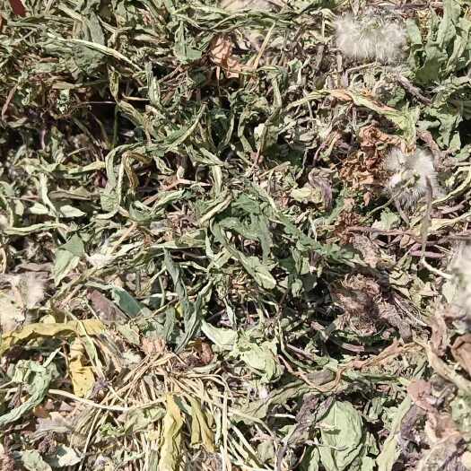纯前期，不含农药残留，人工手选，无杂志，无杂草，纯绿色，