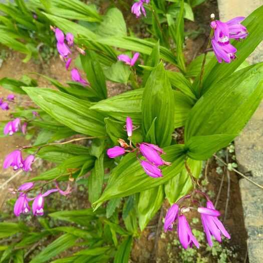 紫花宽叶大白芨种植成品苗