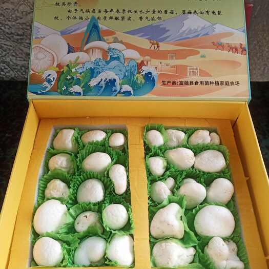 富蕴县阿魏菇