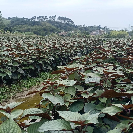 玉林紫苏批发