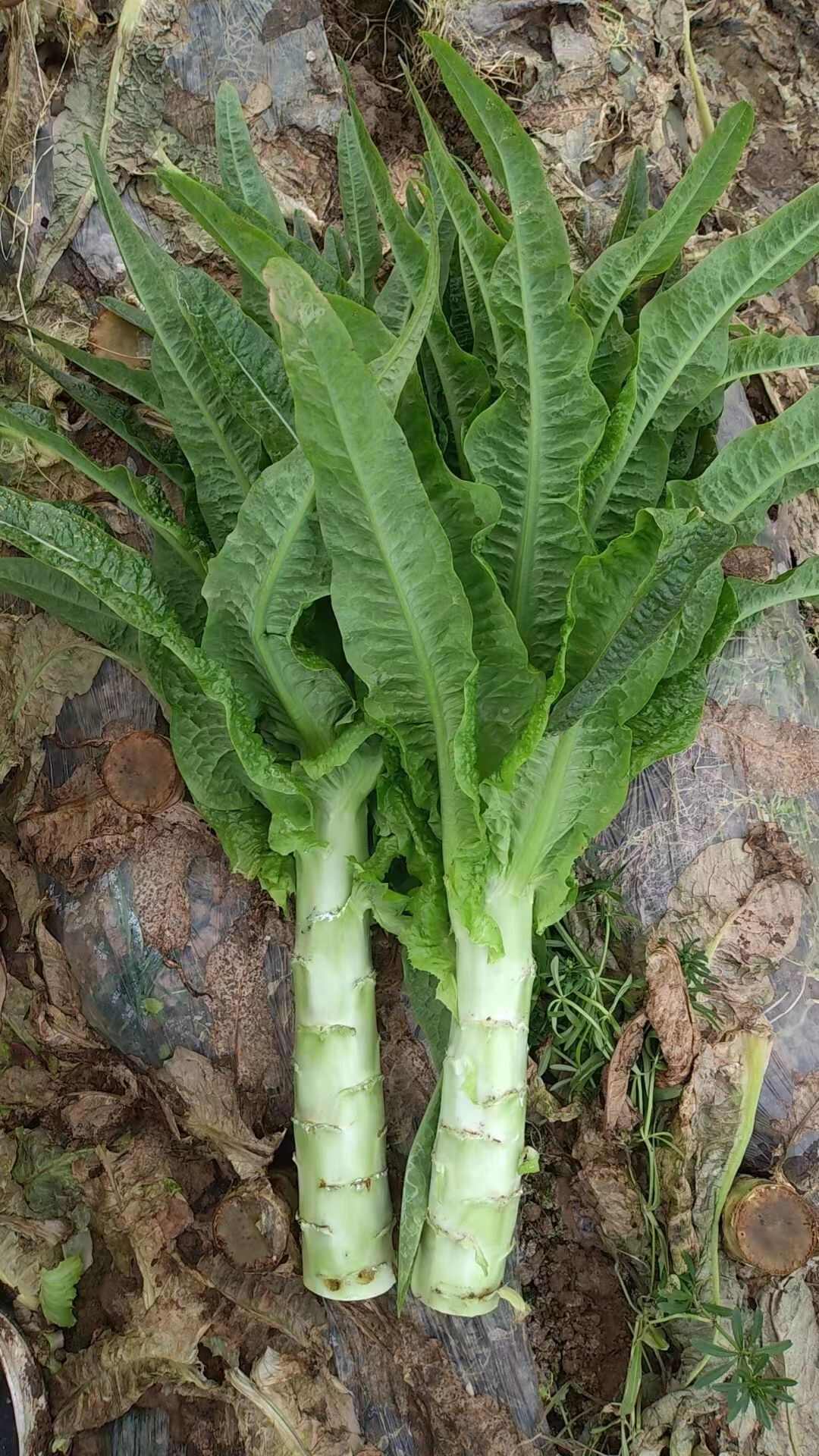莴笋白莴笋青莴笋鲜嫩红尖叶香莴苣现采直发湖北无空心