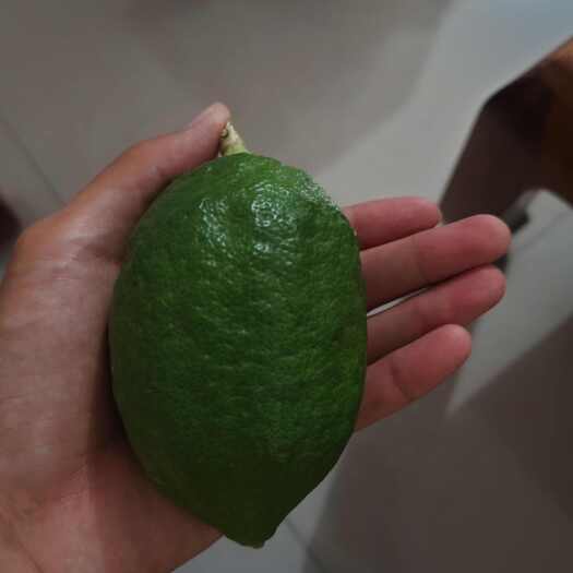 广州香水柠檬