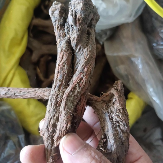 巫山秦艽  大巴山中药材