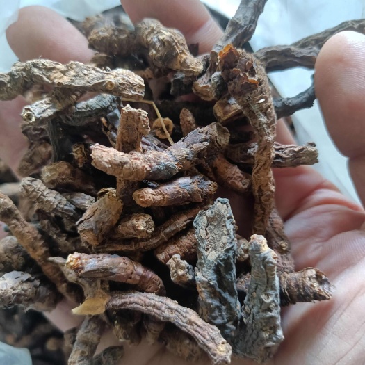 巫山胡黄连